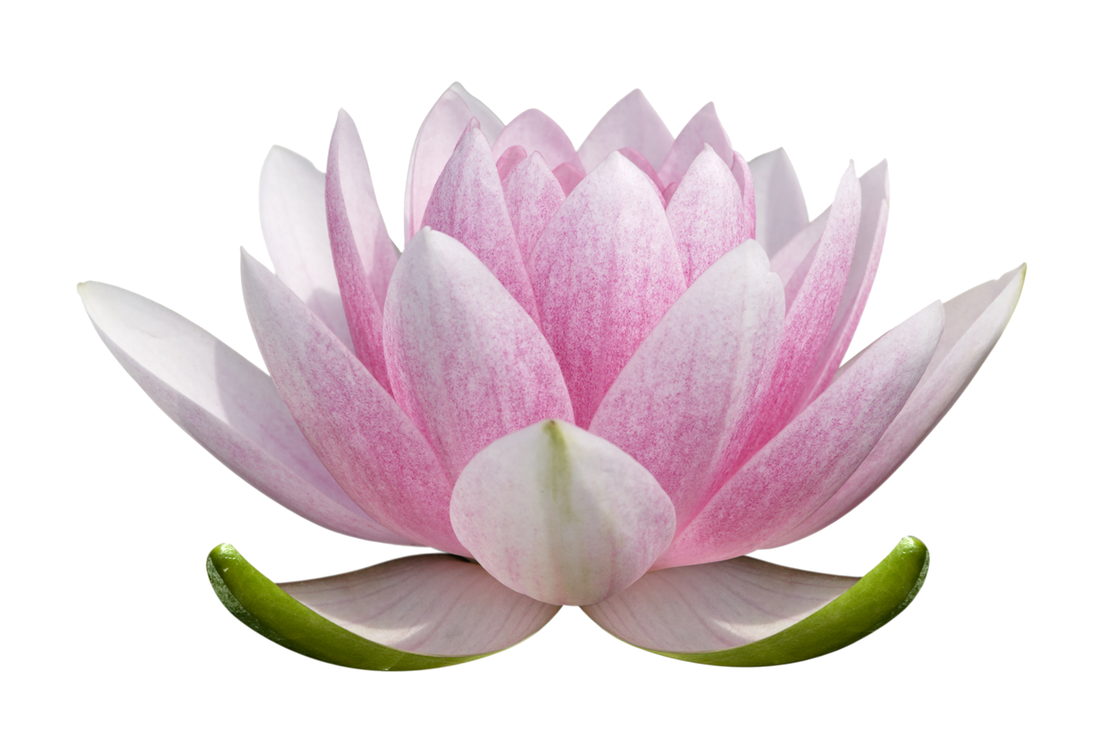 Lotus flower